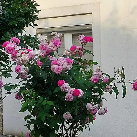 F * Podgorica